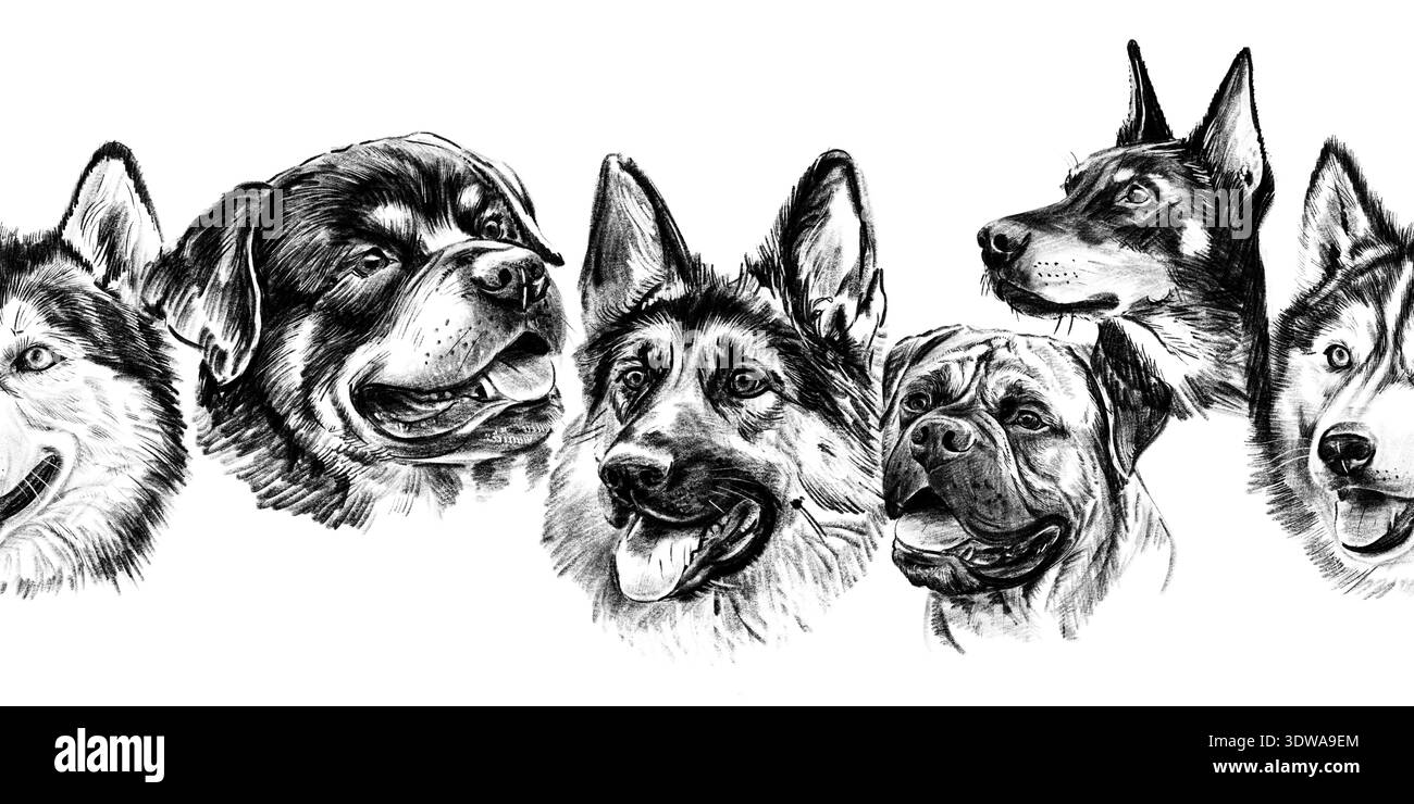 Bordure horizontale transparente avec portraits de grandes races de chiens dessinés au crayon. Rottweiler noir et blanc dessiné à la main, berger allemand, Husky et pit Bull Banque D'Images