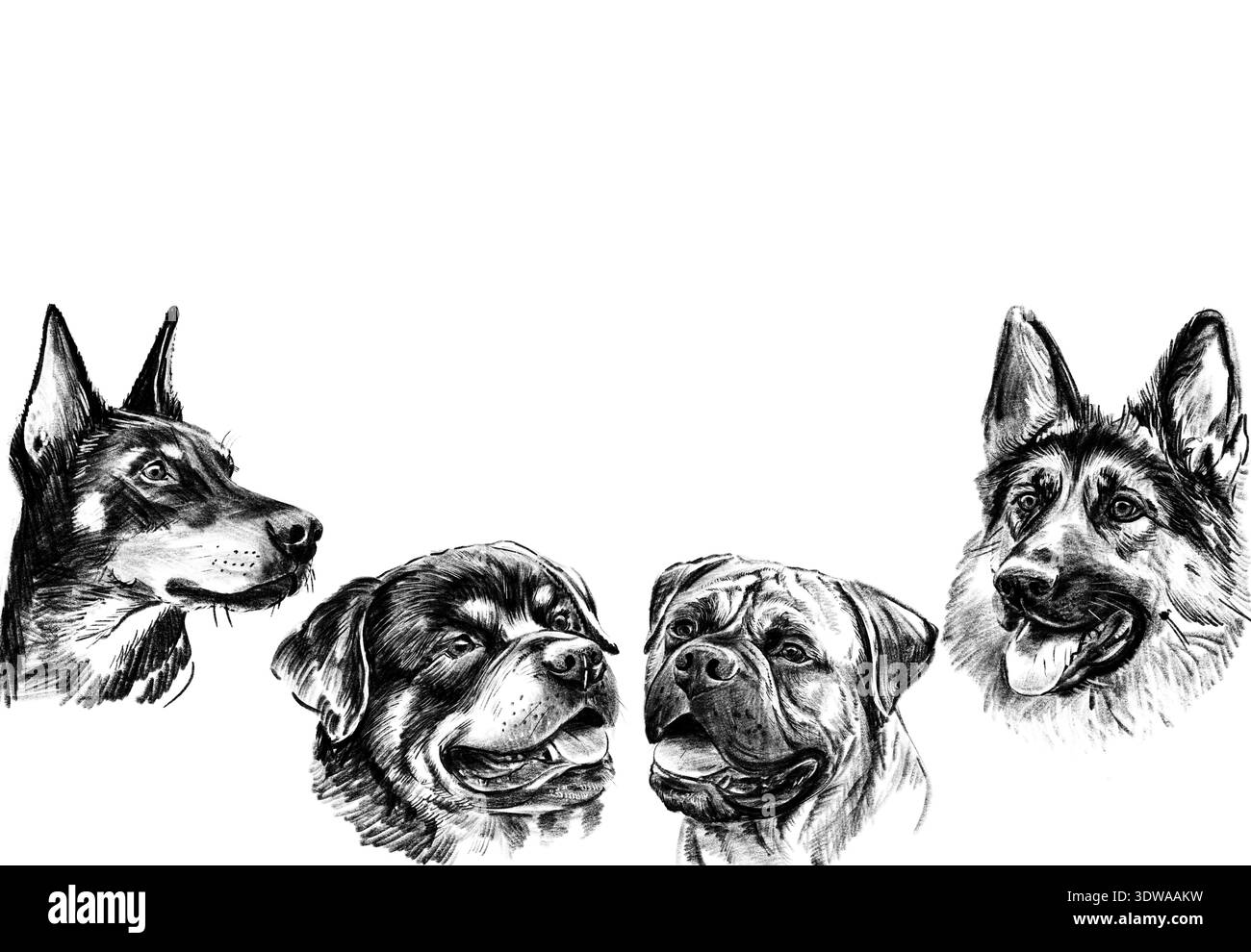 Cadre d'illustration au crayon dessiné à la main avec des portraits de chien de garde. Œuvres d'art en noir et blanc avec doberman, rottweiler, mastiff et berger allemand Banque D'Images