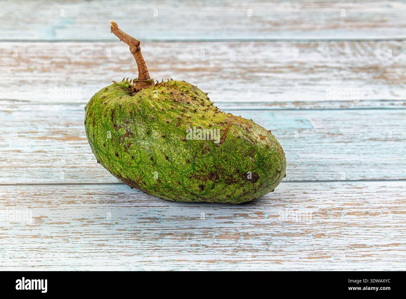 Un seul soursol vert (guanabana) sur un fond texturé. La prise de vue en studio sous grand angle avec un éclairage clair met en valeur la peau épaisse du fruit. Pour la santé Banque D'Images