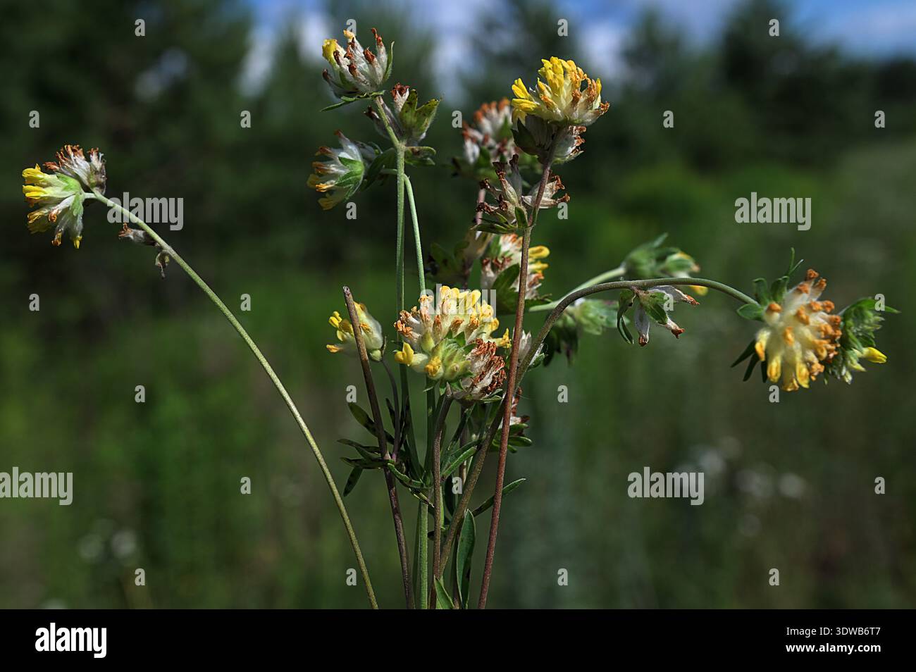 Anthyllis Vulneraria, la jarquise commune, la jarquise de rein ou l'armoise est une plante médicinale originaire d'Europe. Kidneyvetch commun (Anthyllis Vulari Banque D'Images