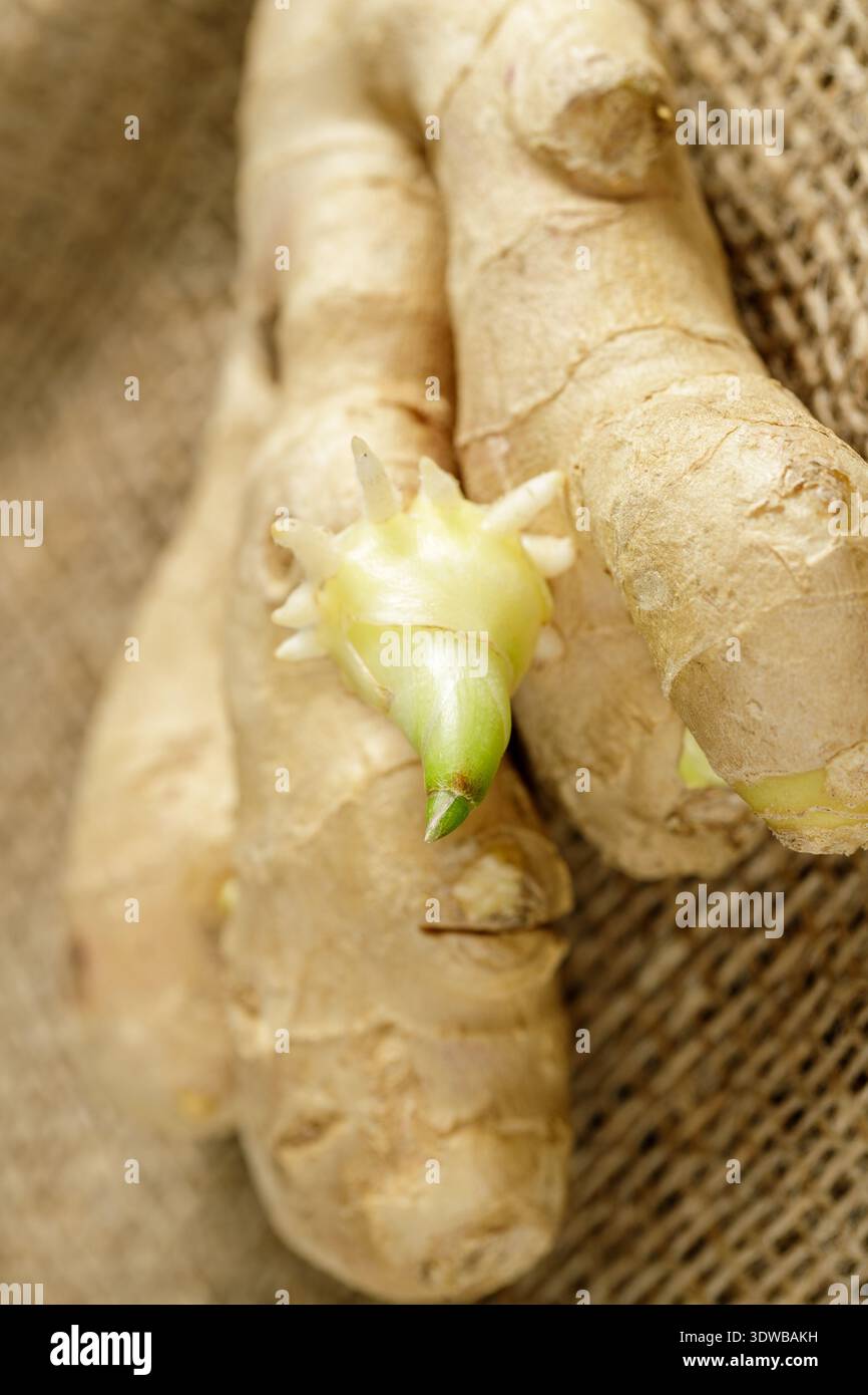 Gingembre biologique avec germe gros plan sur sac de jute. Procédé de culture Banque D'Images