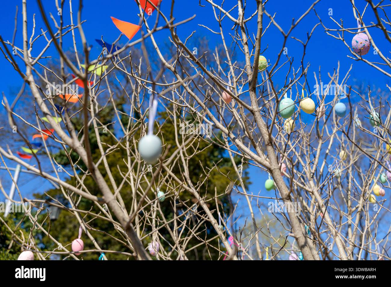 Tableau d'oeufs de Pâques lumineux suspendus à des branches d'arbre dans une place publique ensoleillée. Concept de festivités de printemps, symboles de vacances chrétiennes, et joyeux Banque D'Images