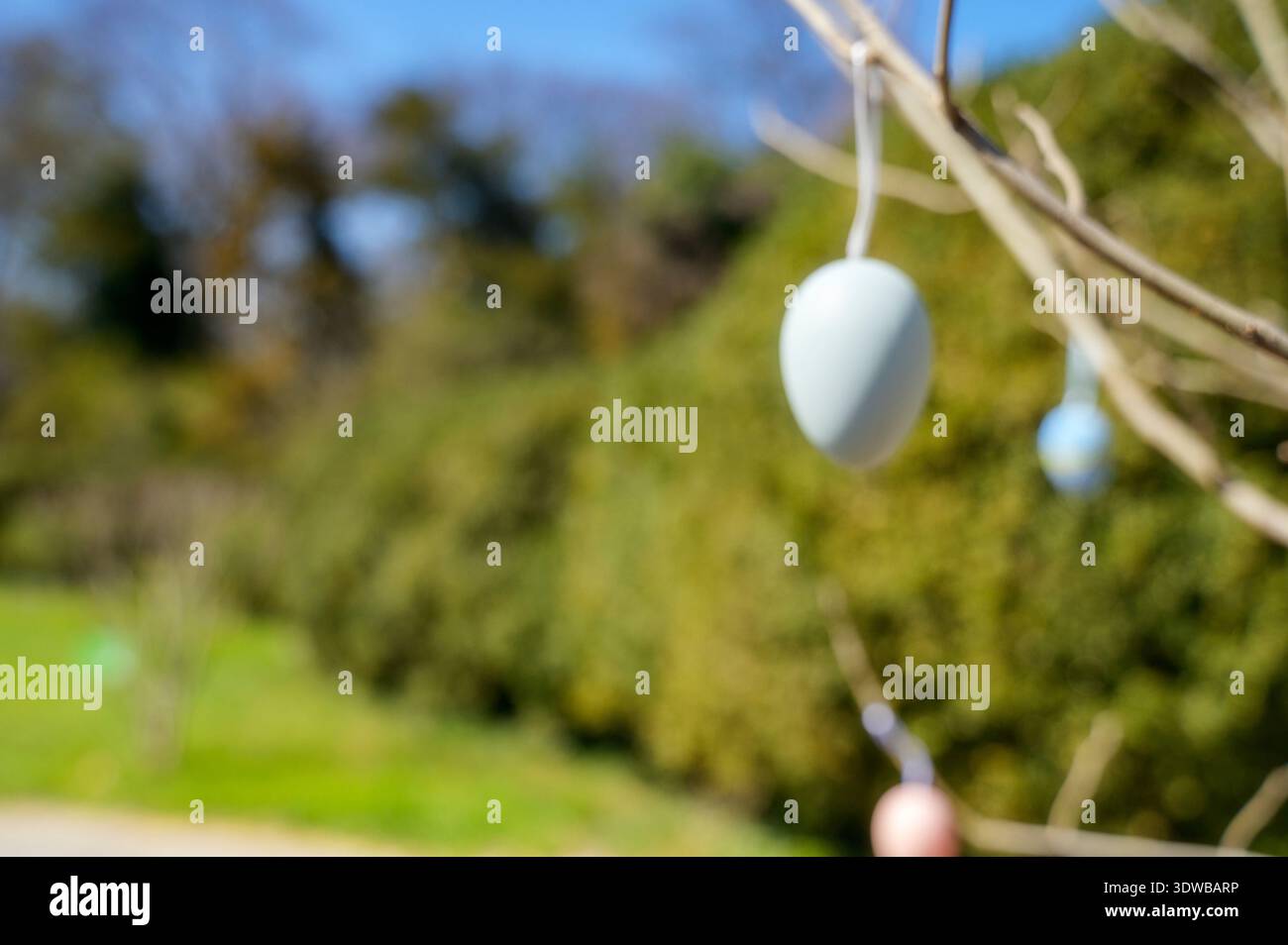 Oeuf de Pâques bleu clair unique suspendu sur une branche avec un fond de parc vert flou. Concept de décoration de vacances minimaliste, célébration de printemps, a Banque D'Images