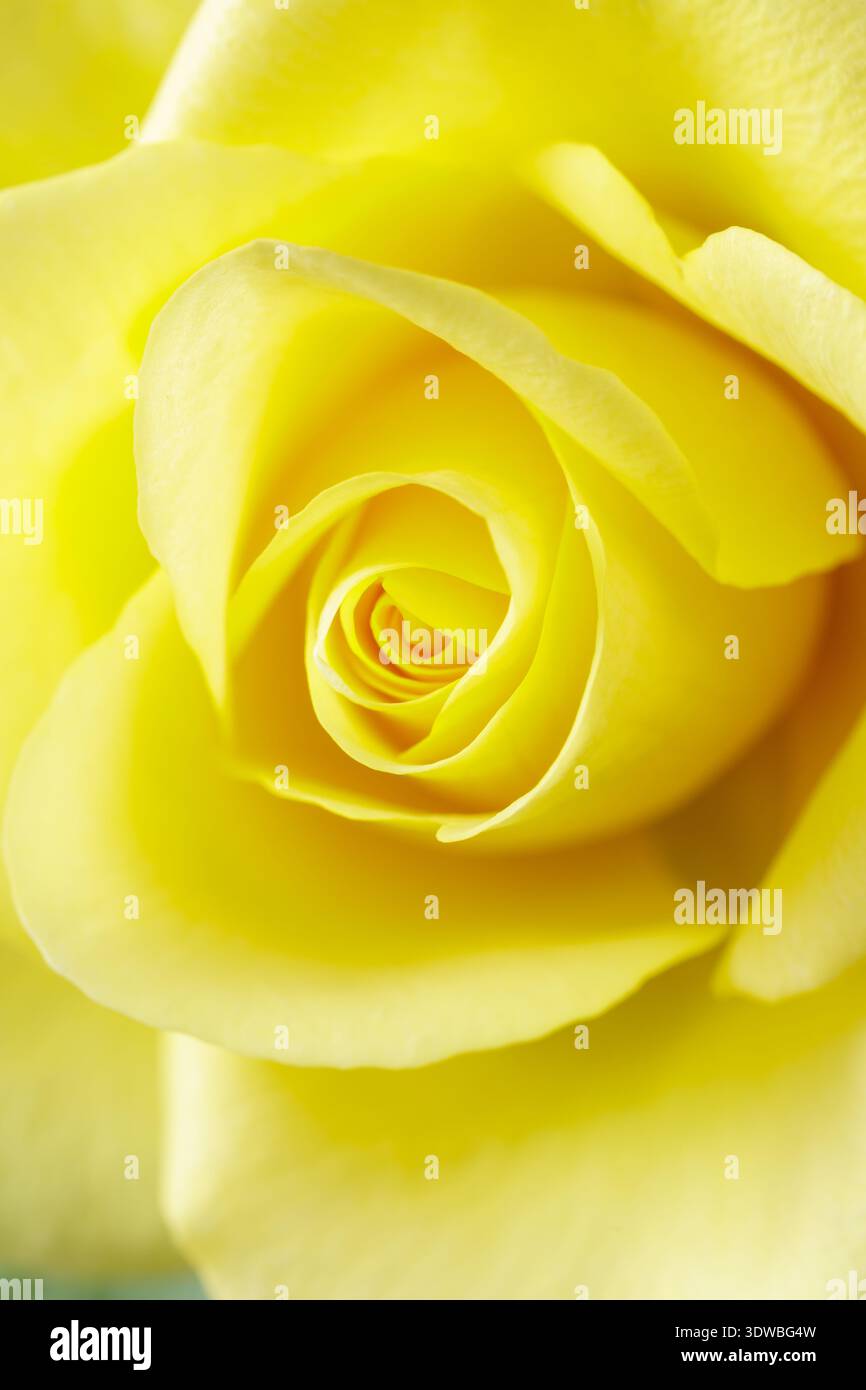 Fleurs de roses jaunes en gros plan comme carte de voeux. Fond floral flou avec espace de copie Banque D'Images