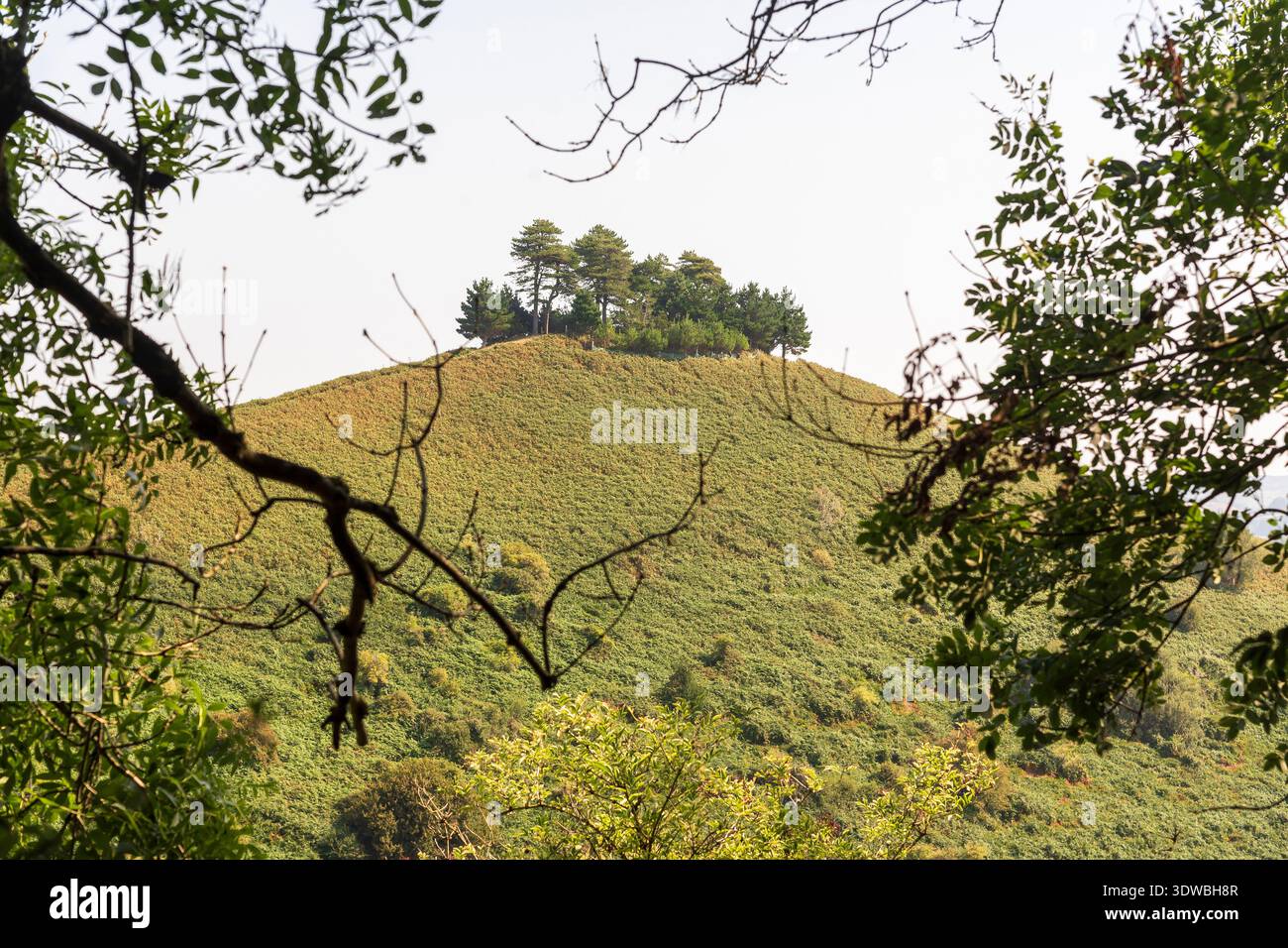 Colmer's Hill, Symondsbury, Dorset, UK Banque D'Images