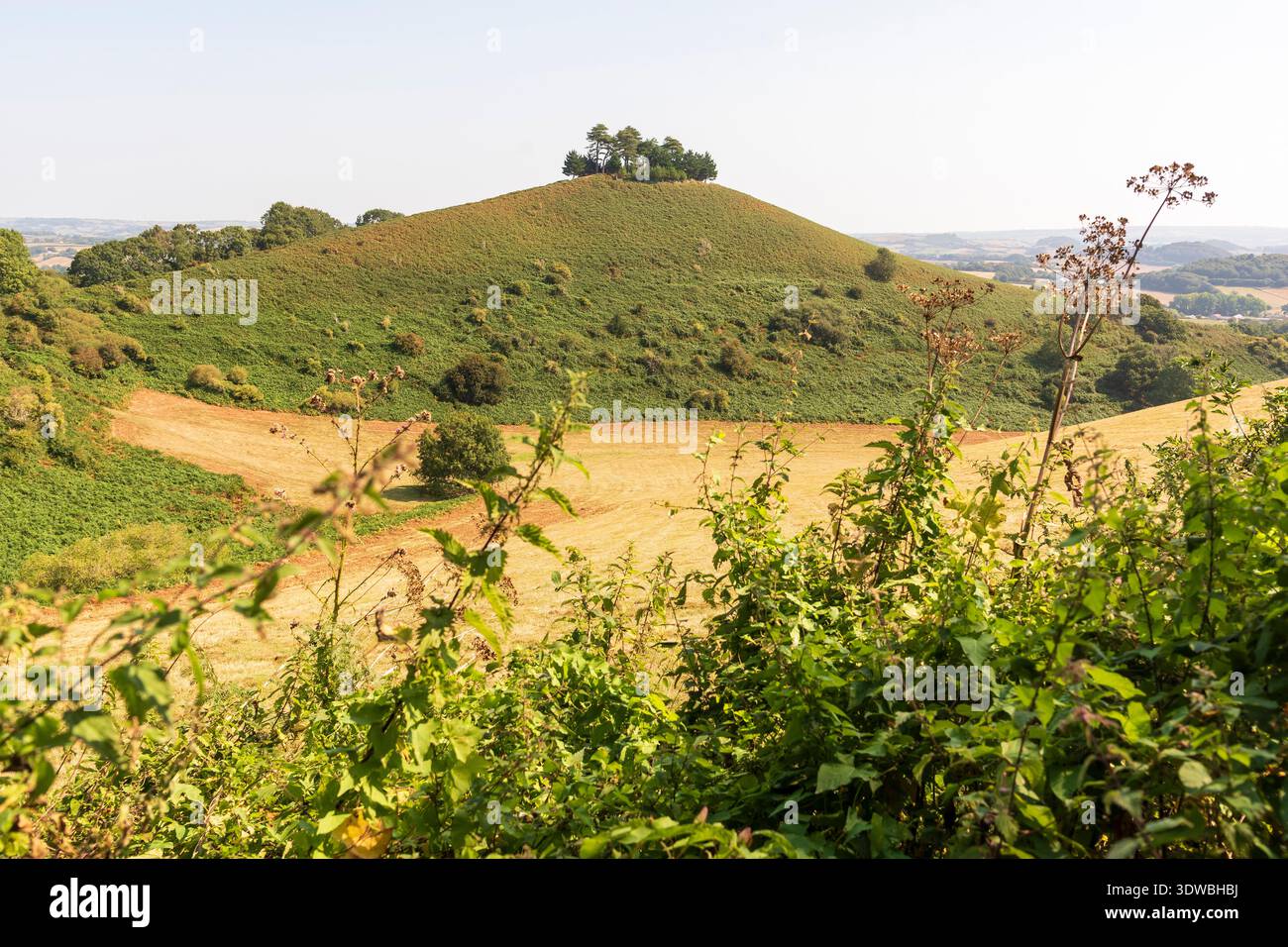 Colmer's Hill, Symondsbury, Dorset, UK Banque D'Images