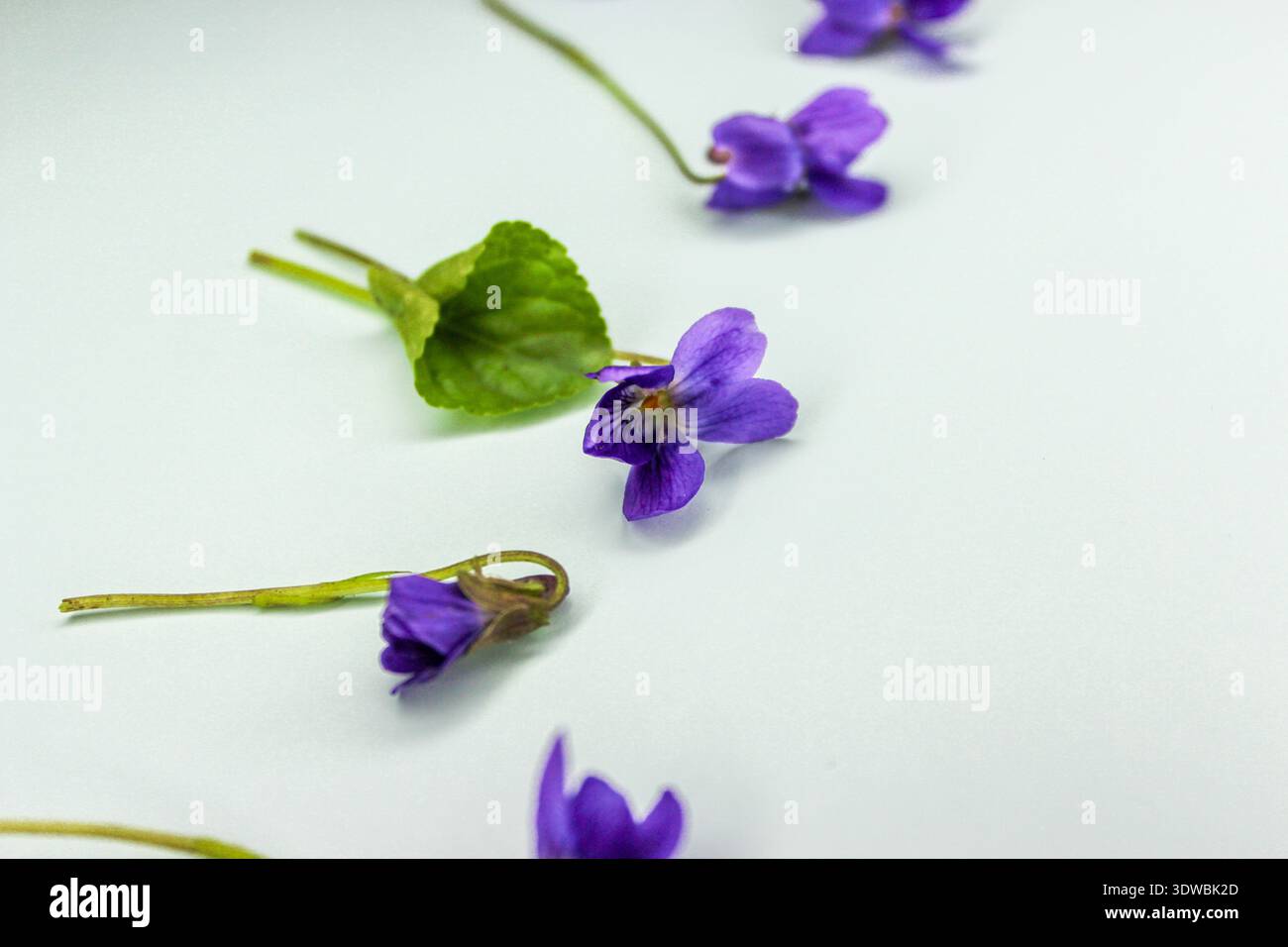 Première fleur de printemps Viola odorata sur le fond bleu clair. Banque D'Images