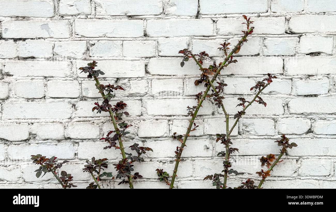 Plantes roses rouge-vert sans fleurs sur le fond de mur de briques blanches. Banque D'Images