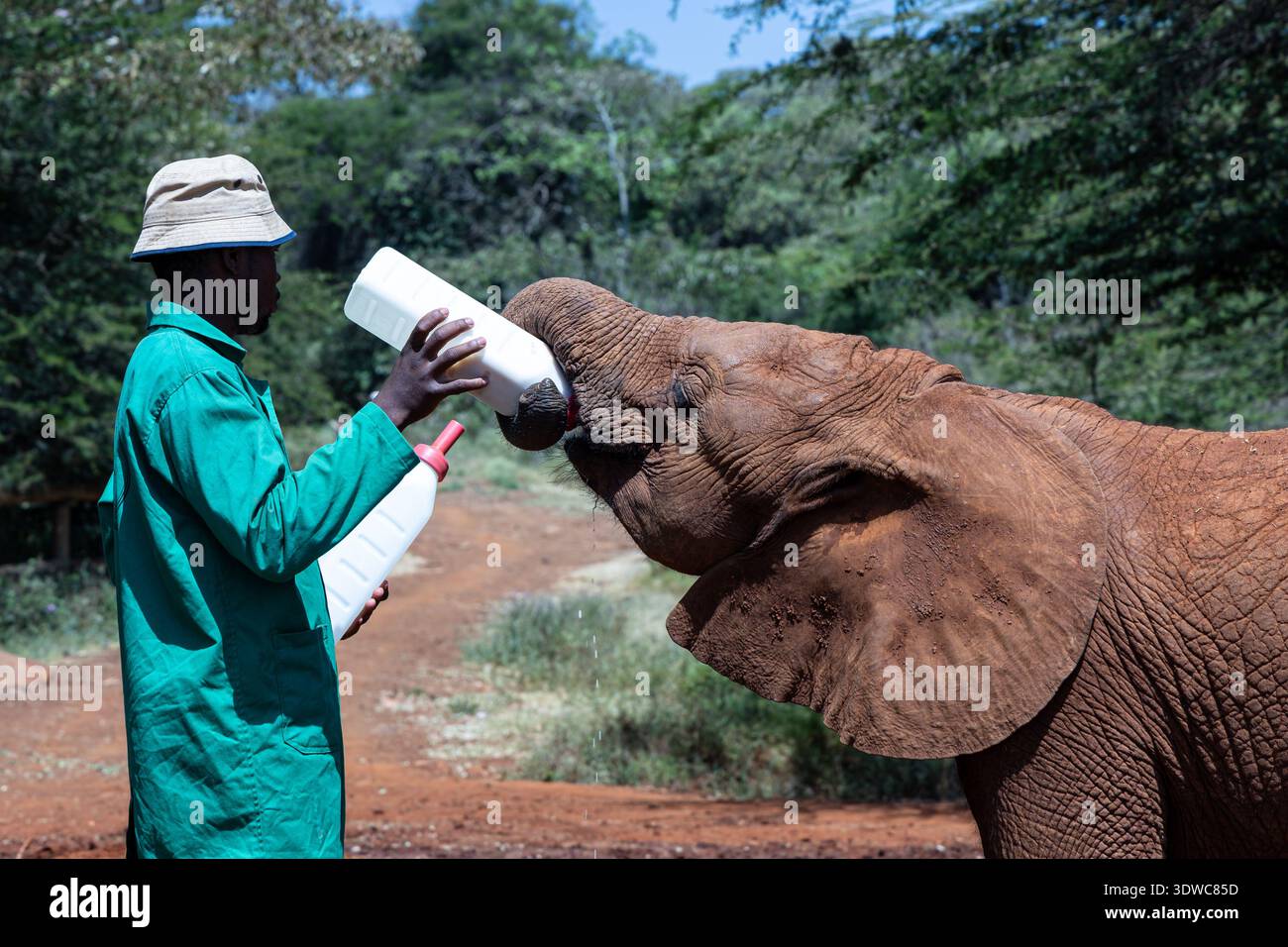 Éléphants au Sheldrick Wildlife Trust à Nairobi, Kenya Banque D'Images