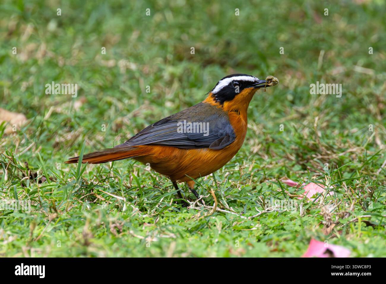 Robin-Chat à sourcils blancs, Cossypha heuglini, Naivasha, Kenya Banque D'Images