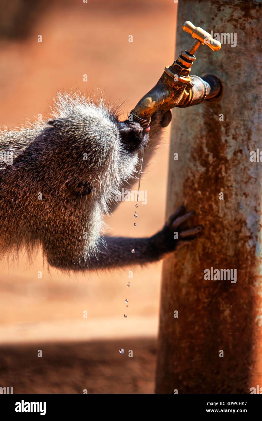singe vervet démontrant une adaptation comportementale à l’aide d’un robinet d’eau, mettant en évidence les thèmes du conflit homme-faune et de l’impact environnemental fr Banque D'Images
