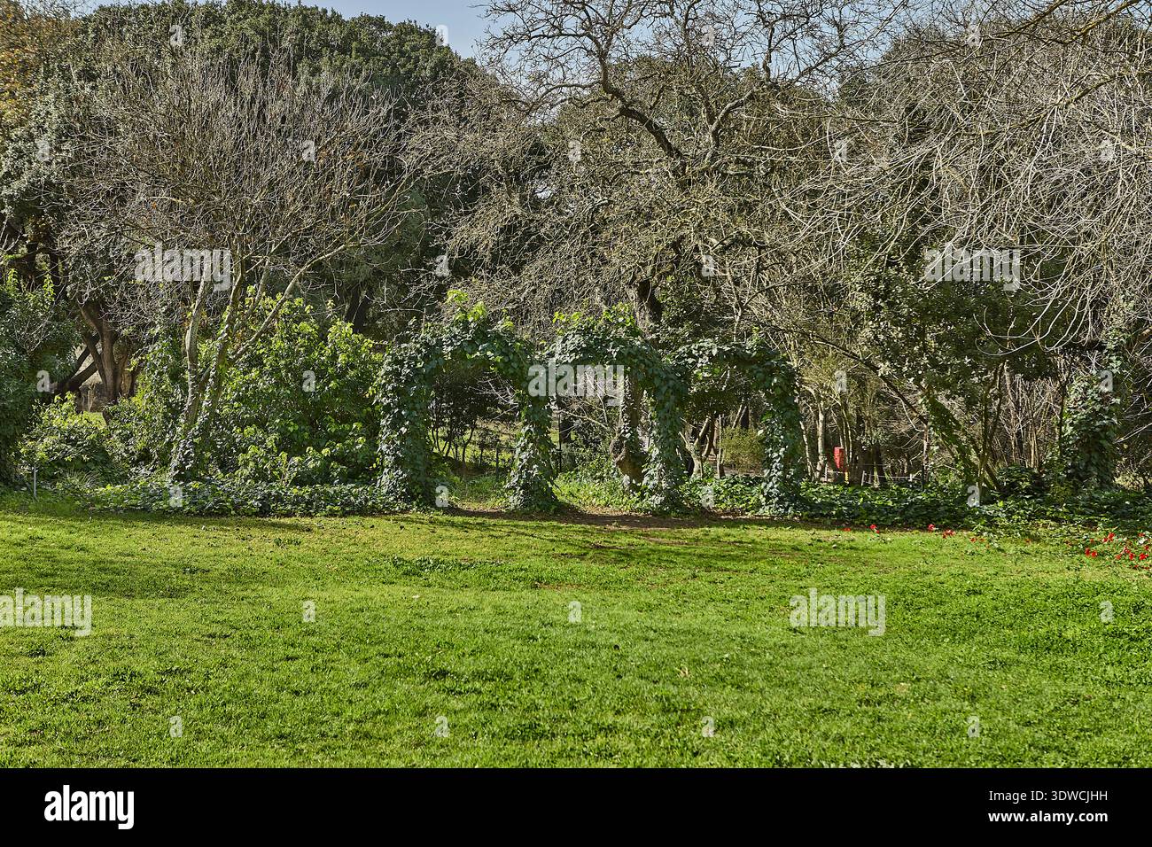 Paysage de parc verdoyant avec une arche naturelle formée par des plantes grimpantes et des arbres, entouré d'herbe vibrante et de feuillage diversifié sous un Banque D'Images