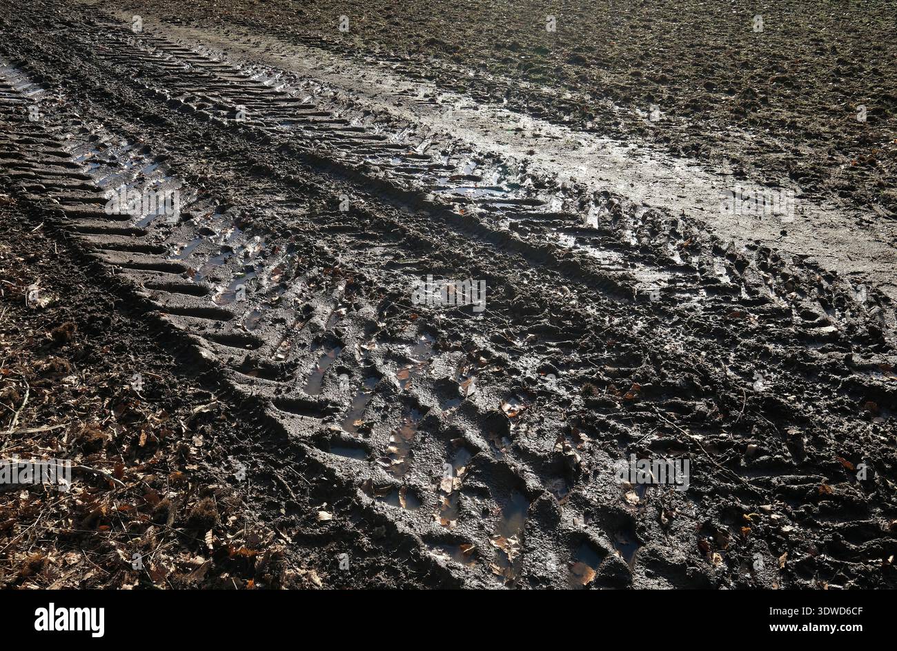 traces de pneus de tracteur sur des terres agricoles humides et boueuses, norfolk, angleterre Banque D'Images