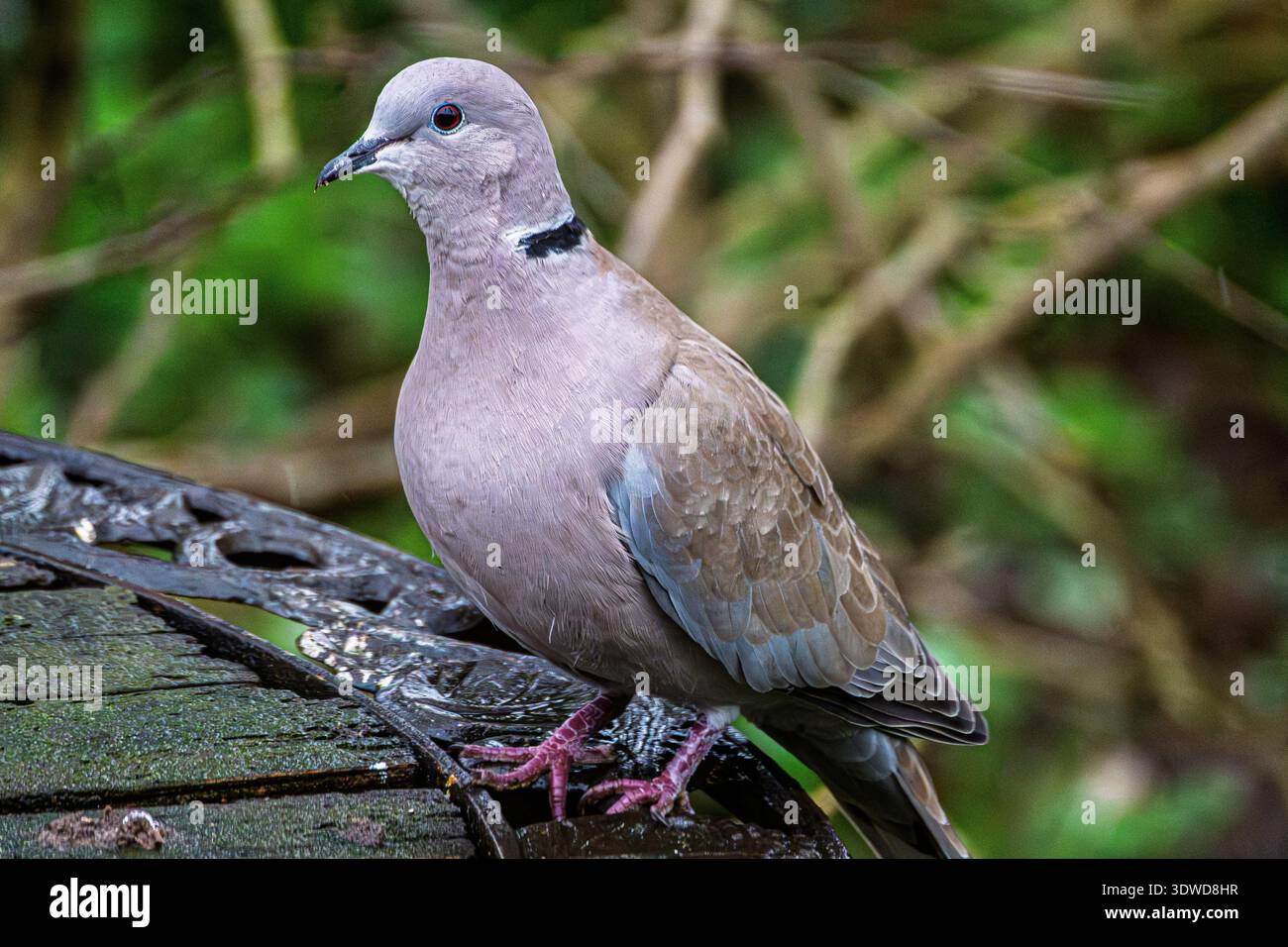 Une colombe à col à une table à oiseaux. Banque D'Images