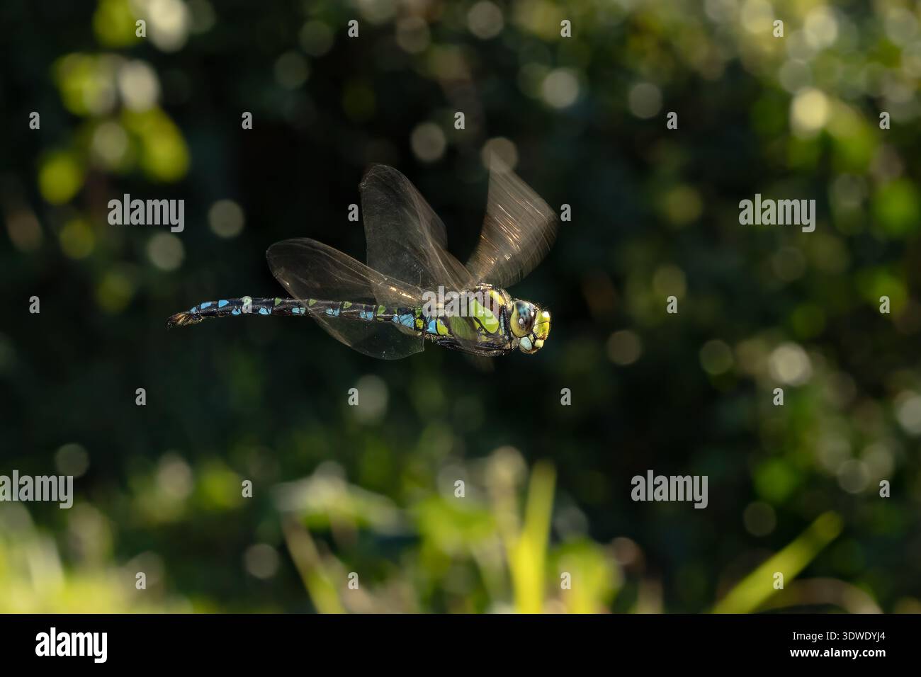 Gros plan d'une libellule en plein vol, ses ailes translucides battant élégamment sur un fond vert luxuriant, capturant un moment de grâce naturelle Banque D'Images