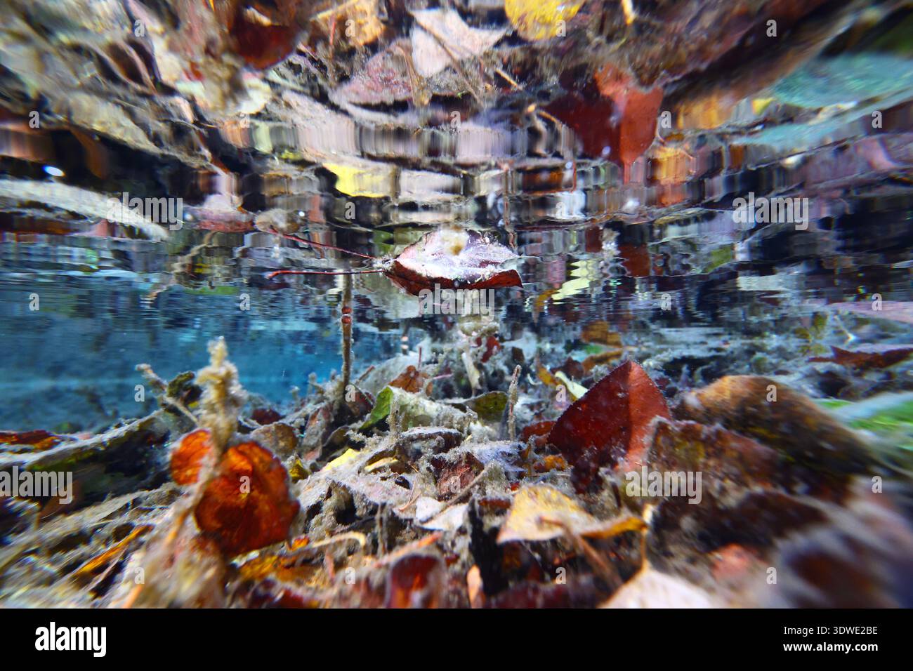 Une scène sous-marine éthérée présente des feuilles d'automne flottant sous une surface dégagée. Les couleurs vives et les reflets créent un c abstrait et artistique Banque D'Images