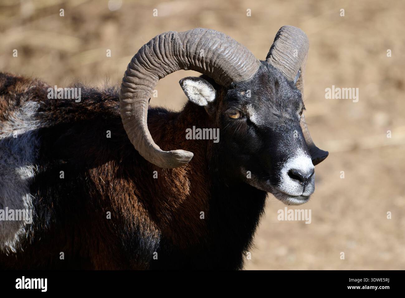 Gros plan détaillé d'un mouflon européen dans un sanctuaire faunique, mettant en évidence ses cornes courbes distinctives et sa fourrure texturée. La toile de fond est un natur Banque D'Images