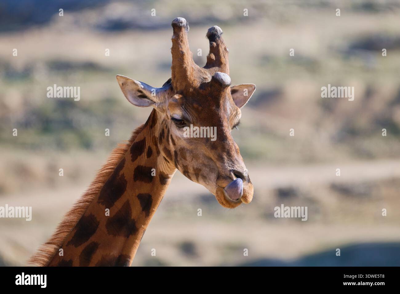 Une girafe est vue de près dans un sanctuaire de la faune, mettant en valeur son long cou distinctif et ses motifs uniques sur un fond naturel flou, emb Banque D'Images