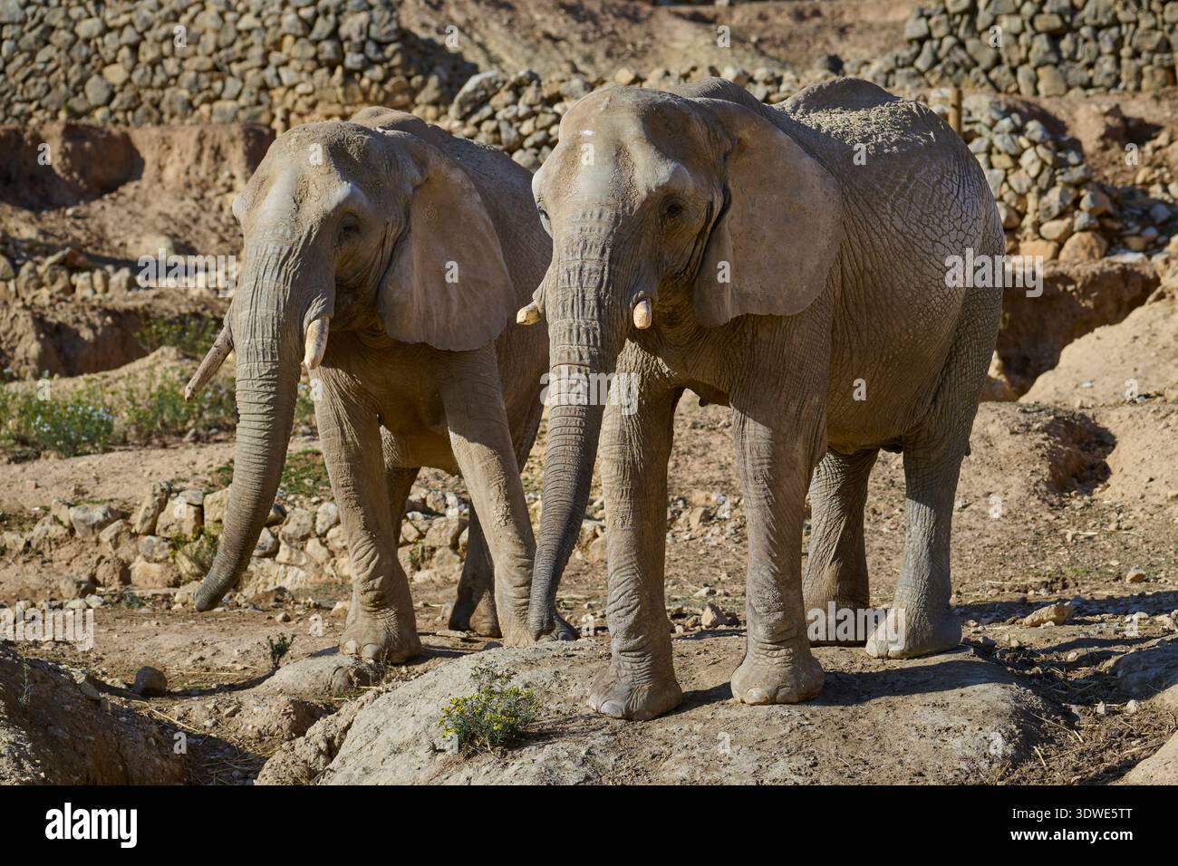 Deux éléphants majestueux se promènent librement dans un sanctuaire naturel, avec un terrain rocheux et une végétation clairsemée, mettant en valeur leur grâce et leur puissance dans un pro Banque D'Images