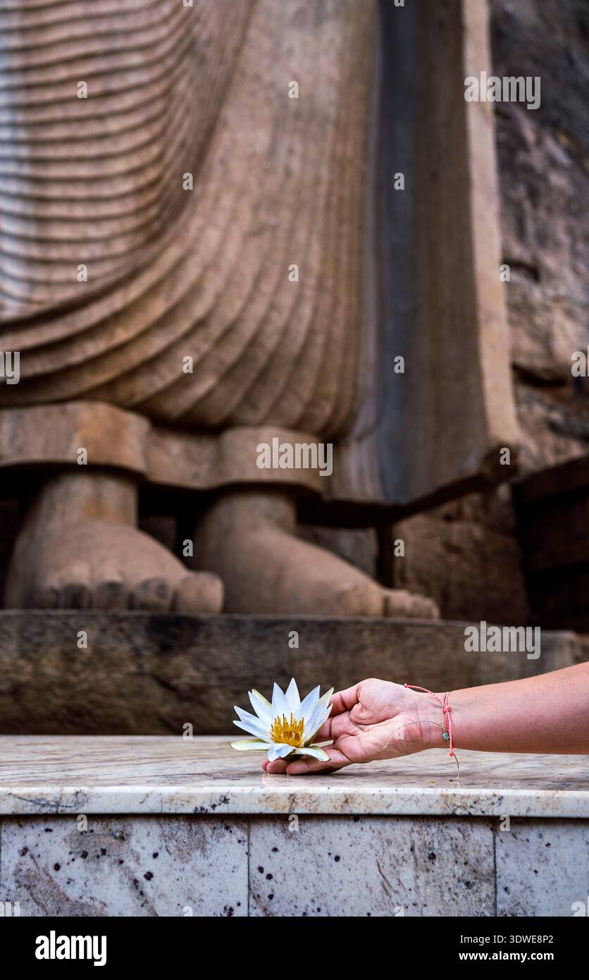 Un moment serein au Sri Lanka où une main présente une fleur de lotus blanche devant une majestueuse statue en pierre, symbolisant la pureté et la paix dans un cultu riche Banque D'Images