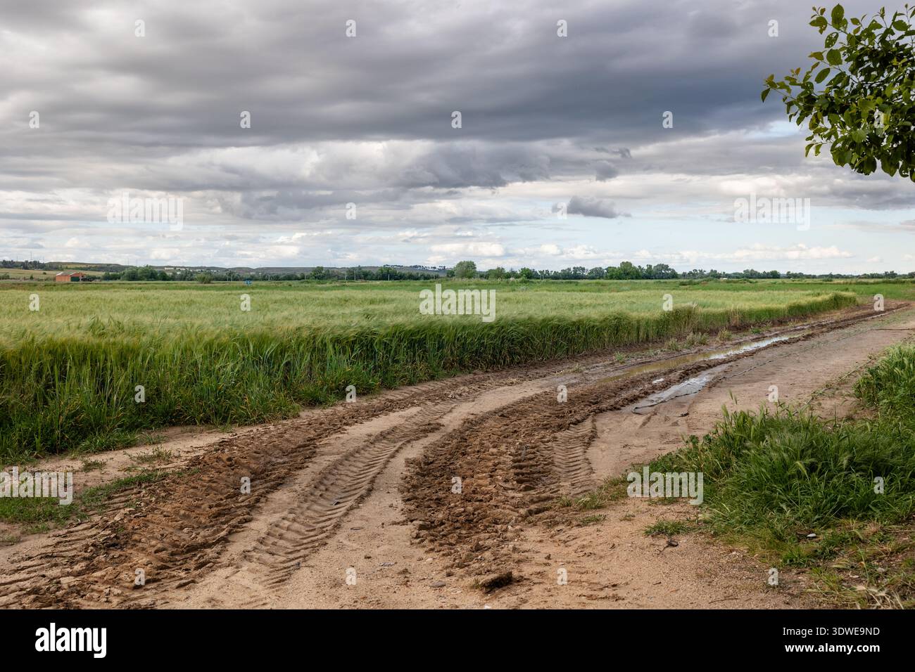 Des traces de tracteur traversent un champ vert humide et luxuriant sous des nuages gris d'humeur sombre. Le paysage rural capture l'essence des terres agricoles après la pluie, souligne Banque D'Images