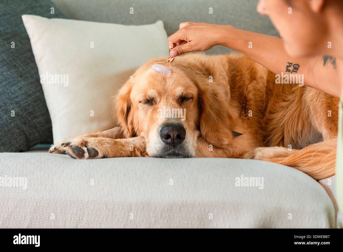 Un Golden retriever serein se prélasse sur un canapé, les yeux fermés dans le bonheur, comme une main douce roule un rouleau de visage sur son front, favorisant la détente et Banque D'Images