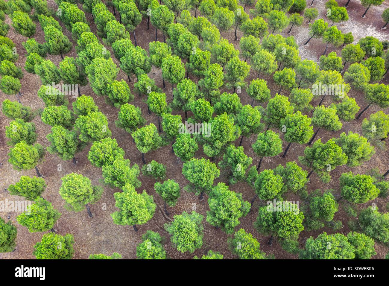Vue aérienne d'un paysage forestier luxuriant, mettant en valeur une canopée verte vibrante d'arbres densément peuplés. Les textures riches et les nuances variées de vert profond Banque D'Images