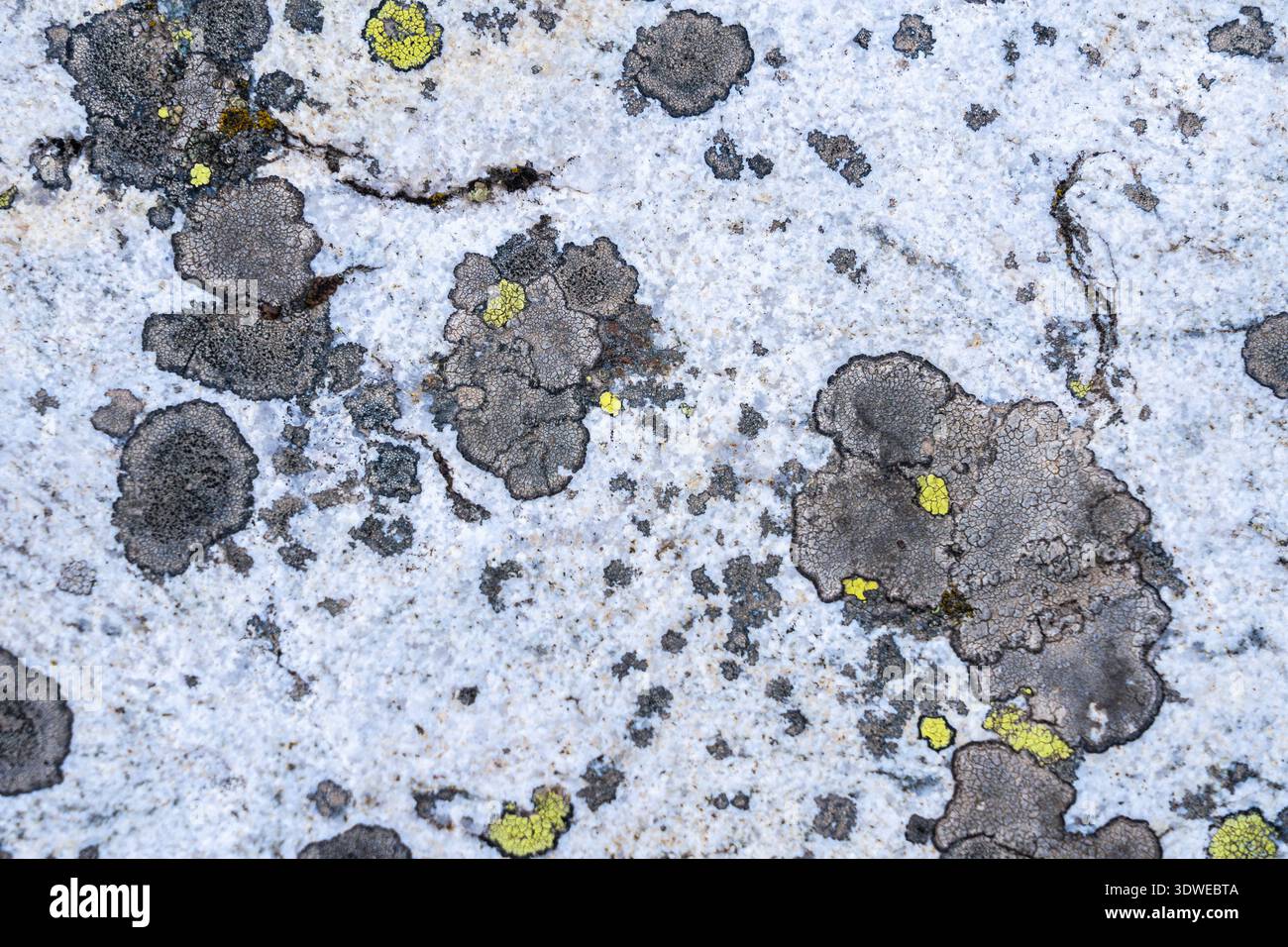 Gros plan des formations de lichens sur une surface rocheuse dans les Pyrénées françaises, présentant des textures et des motifs complexes, avec des taches de jaune et de gris Banque D'Images