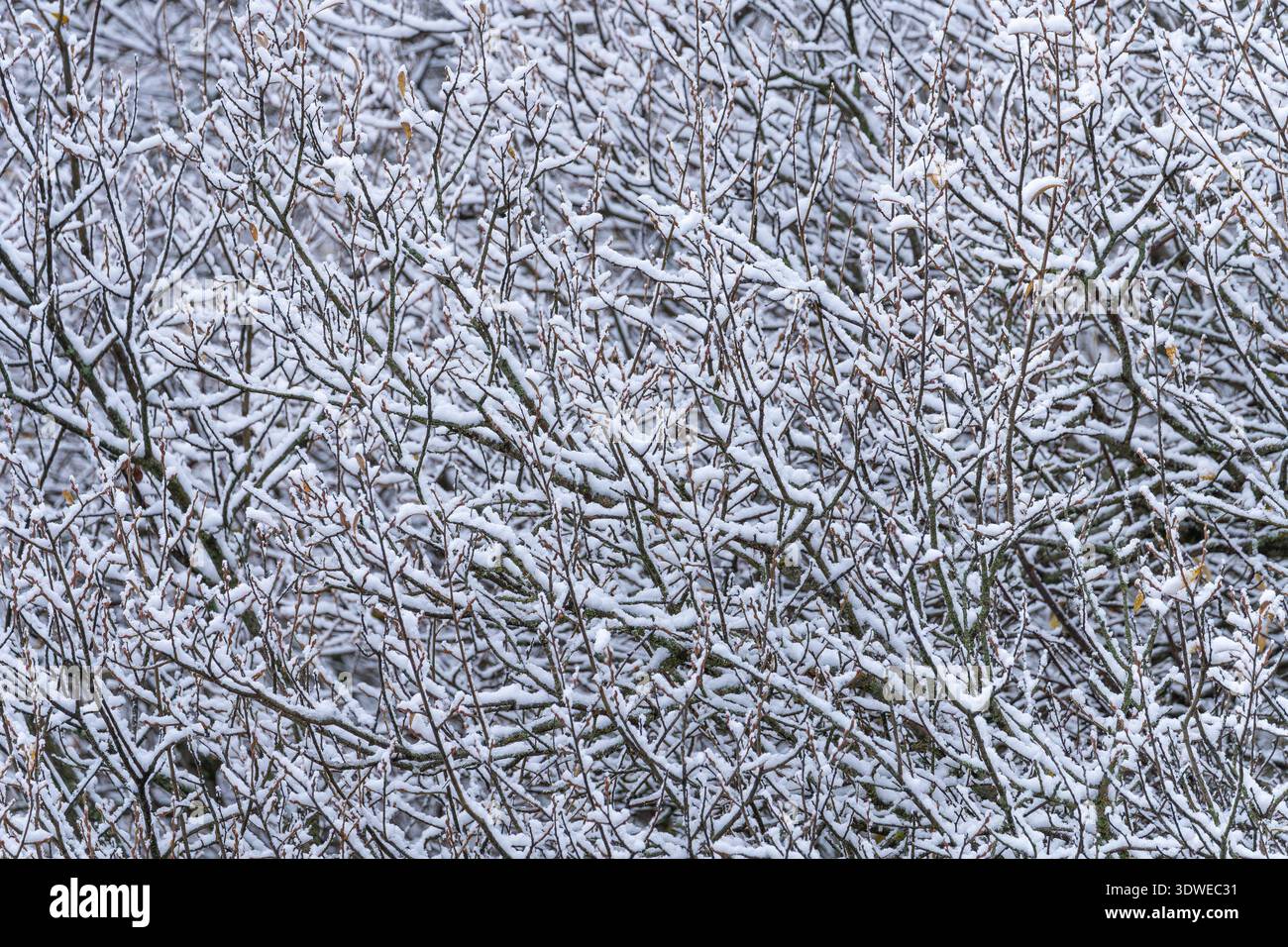 La neige recouvre délicatement les branches entrelacées d'une forêt, capturant la beauté sereine de l'hiver. La végétation gelée crée une natura étonnante Banque D'Images
