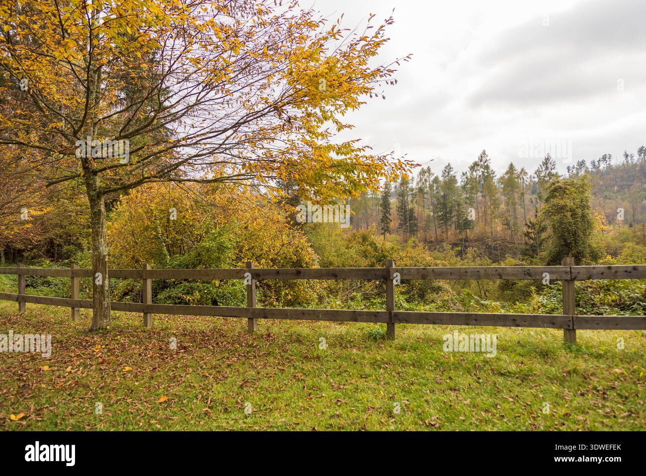 Paysage d'automne pittoresque avec une clôture en bois et un feuillage vibrant dans un cadre forestier serein. Des feuilles dorées recouvrent les arbres, avec une toile de fond de dis Banque D'Images