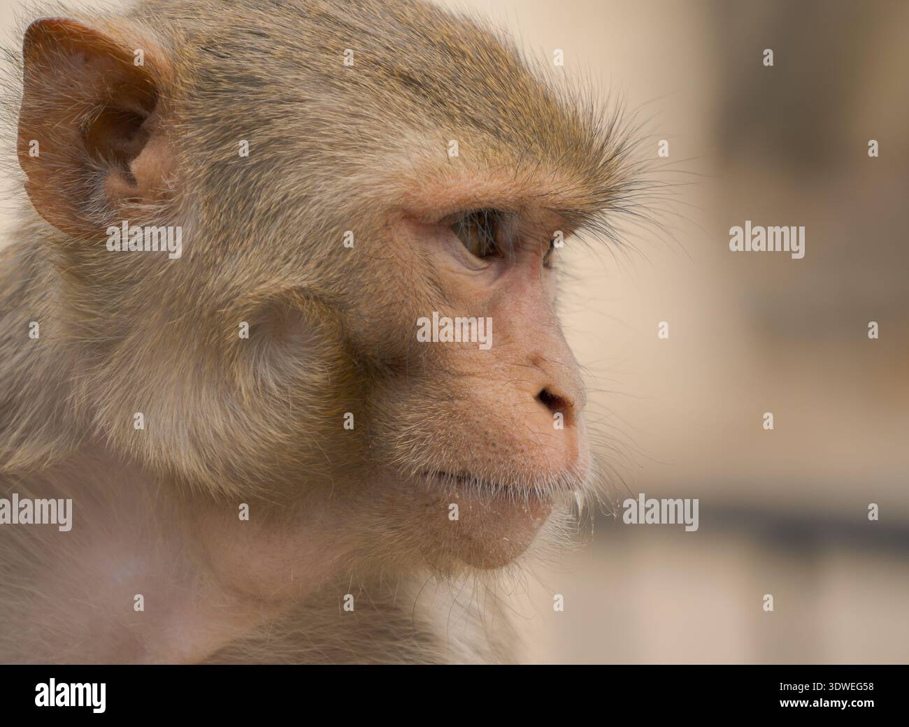 Gros plan d'un macaque rhésus, Macaca mulatta, au temple historique de Galta Ji en Inde, connu sous le nom de temple des singes, mettant en valeur son impressionnant fe Banque D'Images