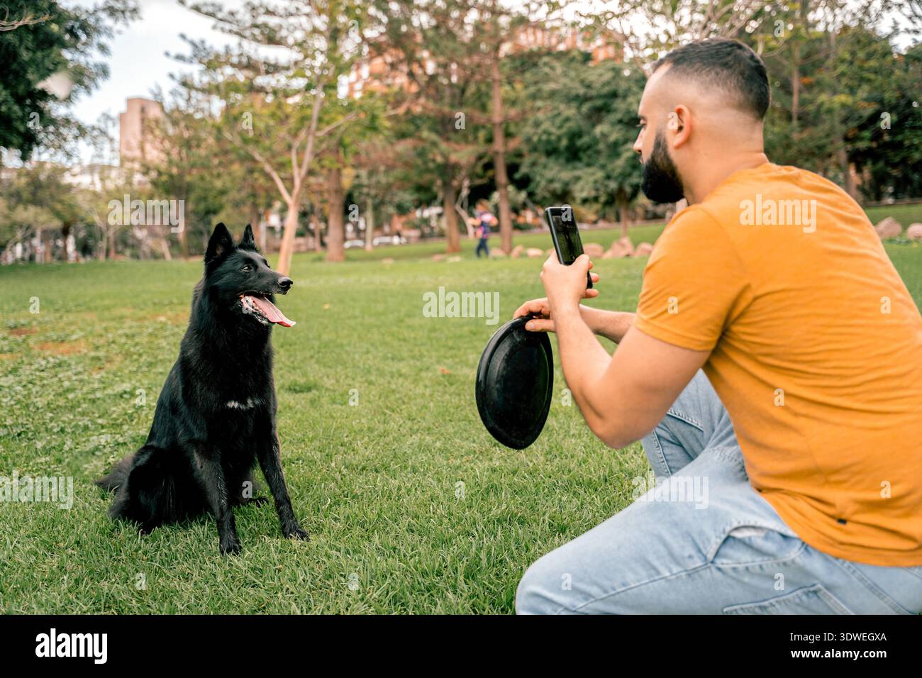 Un homme avec smartphone forme son Berger belge dans un parc verdoyant. Le chien est attentif, montrant un lien fort et une communicatio efficace Banque D'Images