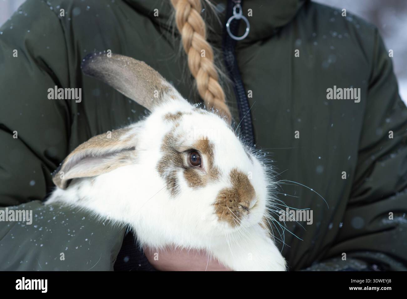 Une femme dans un manteau d'hiver vert tient un lapin, sa fourrure mouchetée de flocons de neige. Le cadre hivernal serein souligne la chaleur et le charme de cette génération Banque D'Images