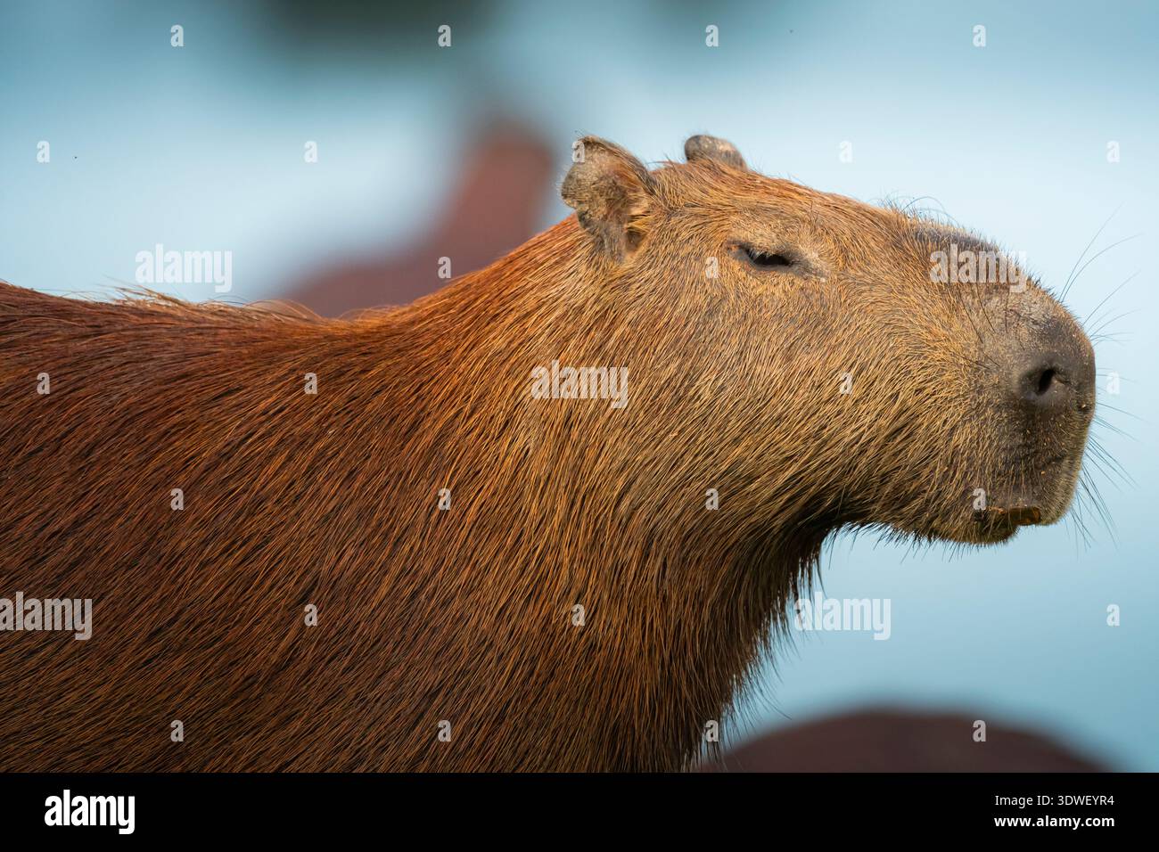 Gros plan d'un capybara, Hydrochoerus hydrochaeris, dans son habitat naturel à Casanare, en Colombie. Le plus grand rongeur du monde, connu pour son doux deme Banque D'Images