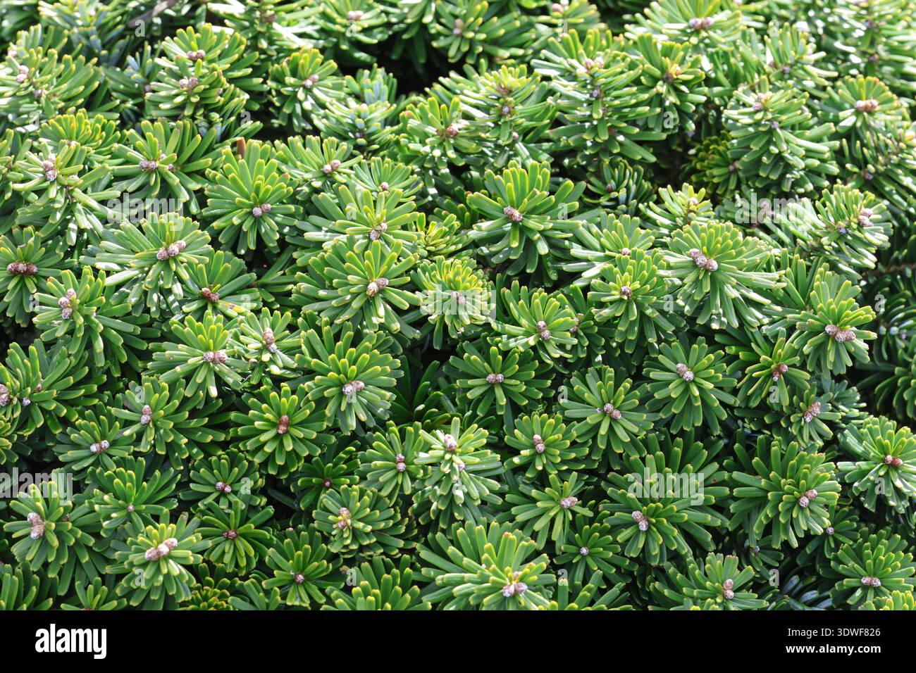 Abies koreana 'brillant'. Gros plan plein format feuillage compact de sapin coréen vert nain. Banque D'Images