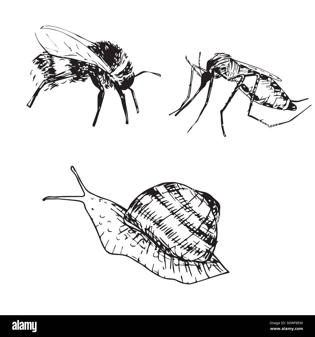 Bourdon dessiné à la main, moustique et escargot. Illustration vectorielle à l'encre noire sur fond blanc Illustration de Vecteur