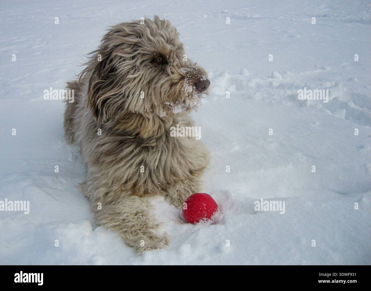 Shaggy Poodle mélange chien allongé dans la neige fraîche avec une boule rouge, la neige couvrant son museau, capturé dans un cadre hivernal lumineux. Banque D'Images