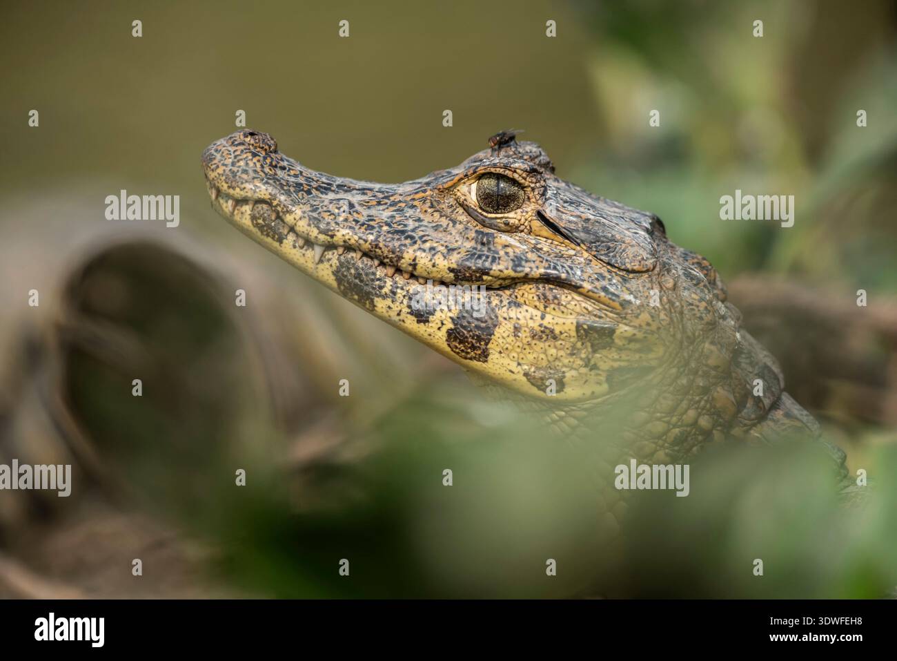Caïman à museau large, (Caiman latirostris) bébé, Pantanal, Mato Grosso, Brésil. Banque D'Images