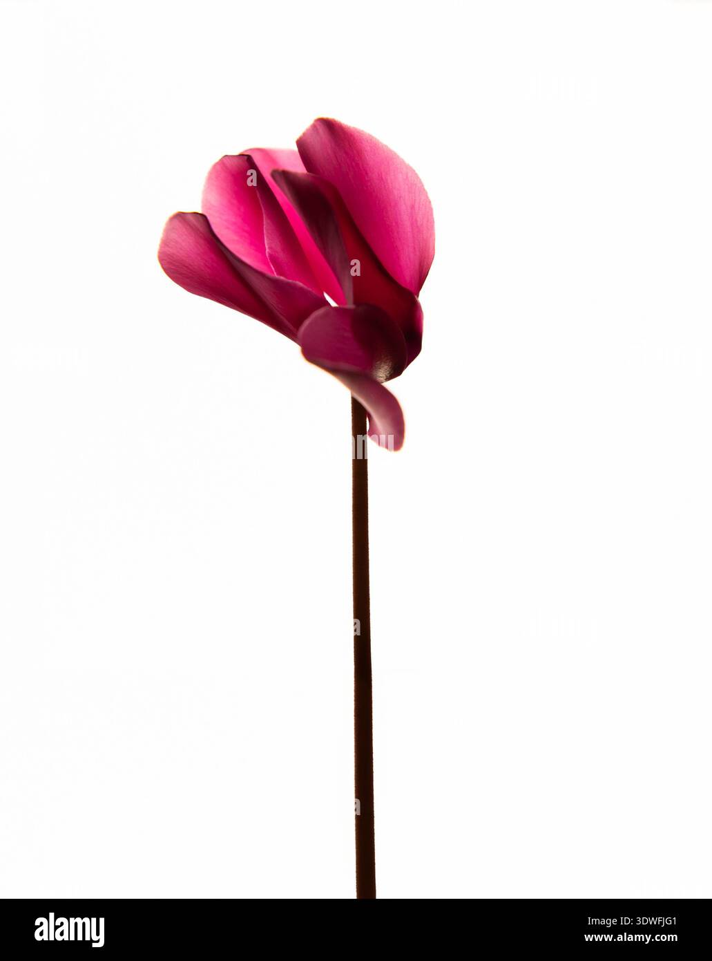 Fleur gros plan pétales roses photo rose sur fond blanc simple. Banque D'Images