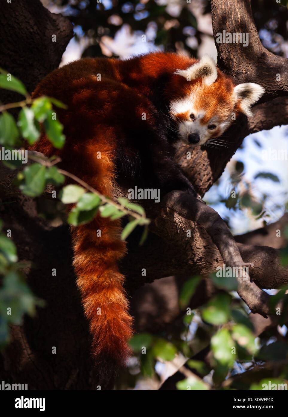 Panda rouge grimpant et se cachant sur l'arbre Banque D'Images