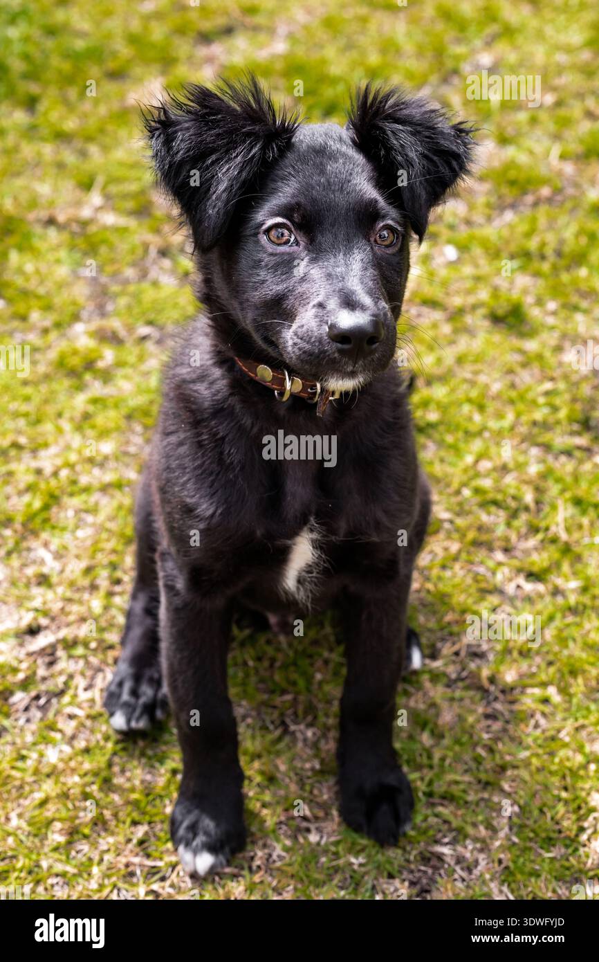 Un chiot collie à bordure noire mignon avec un pelage brillant s'assoit attentivement sur une pelouse verte vibrante, affichant sa nature ludique et curieuse, parfaite pour l'ep Banque D'Images