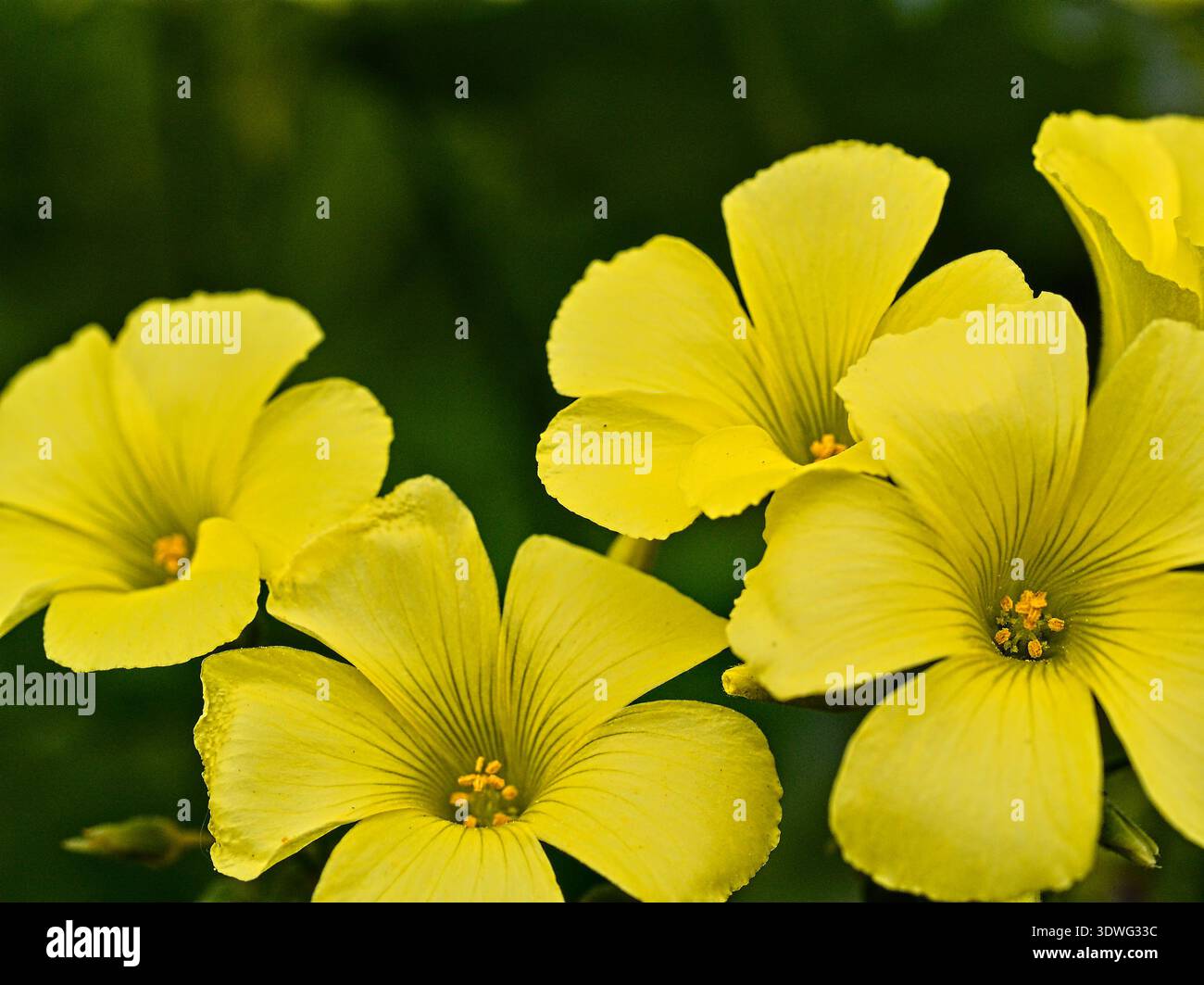 Un groupe de fleurs jaune vif met en valeur leurs pétales délicats sur un fond vert luxuriant. Banque D'Images