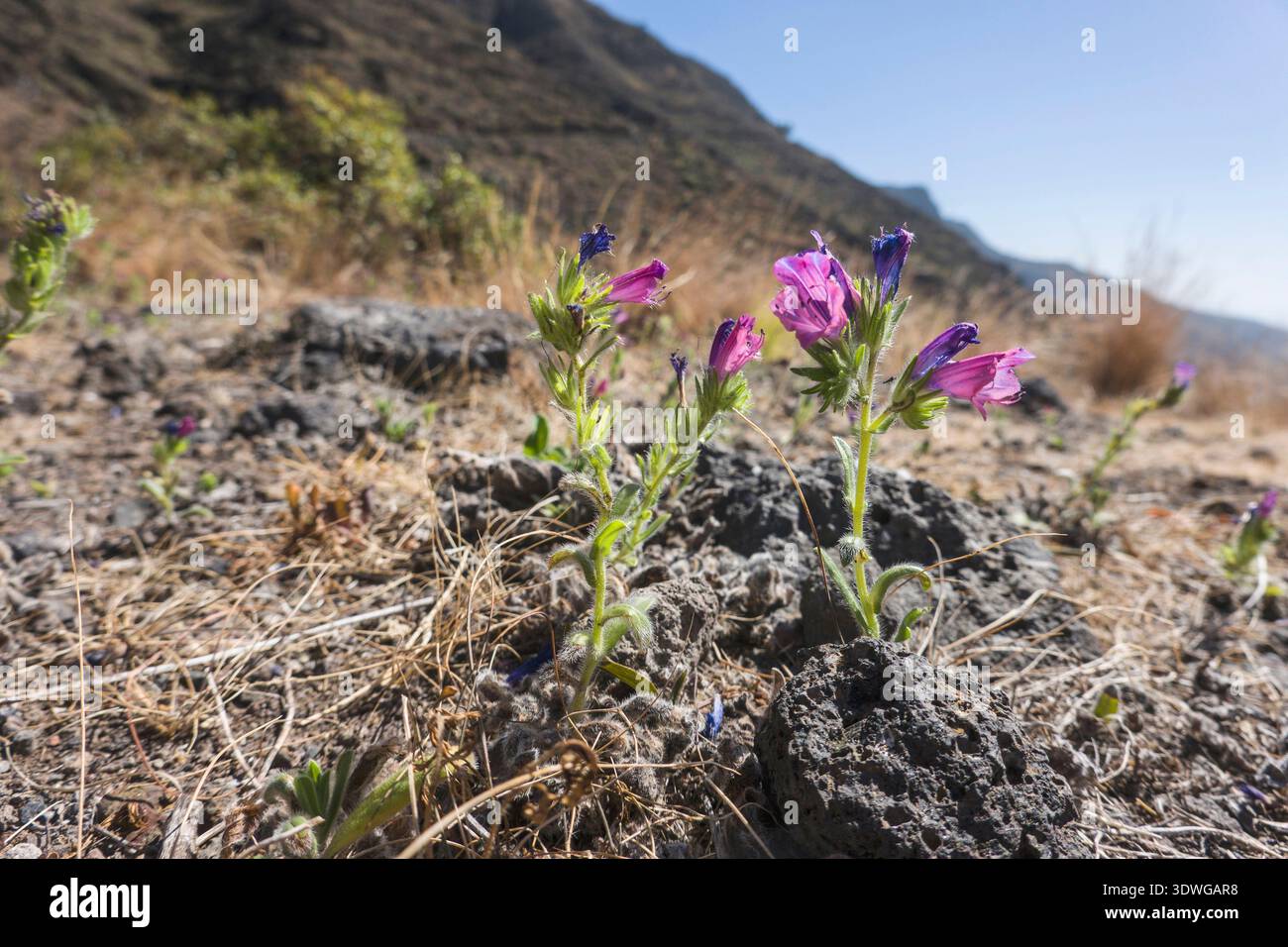 Bugloss, Salut jane, la malédiction de Paterson, la malédiction de Patterson, la malédiction de Patersons, Pattersons Curse (Echium plantagineum), floraison, îles Canaries, la Go Banque D'Images