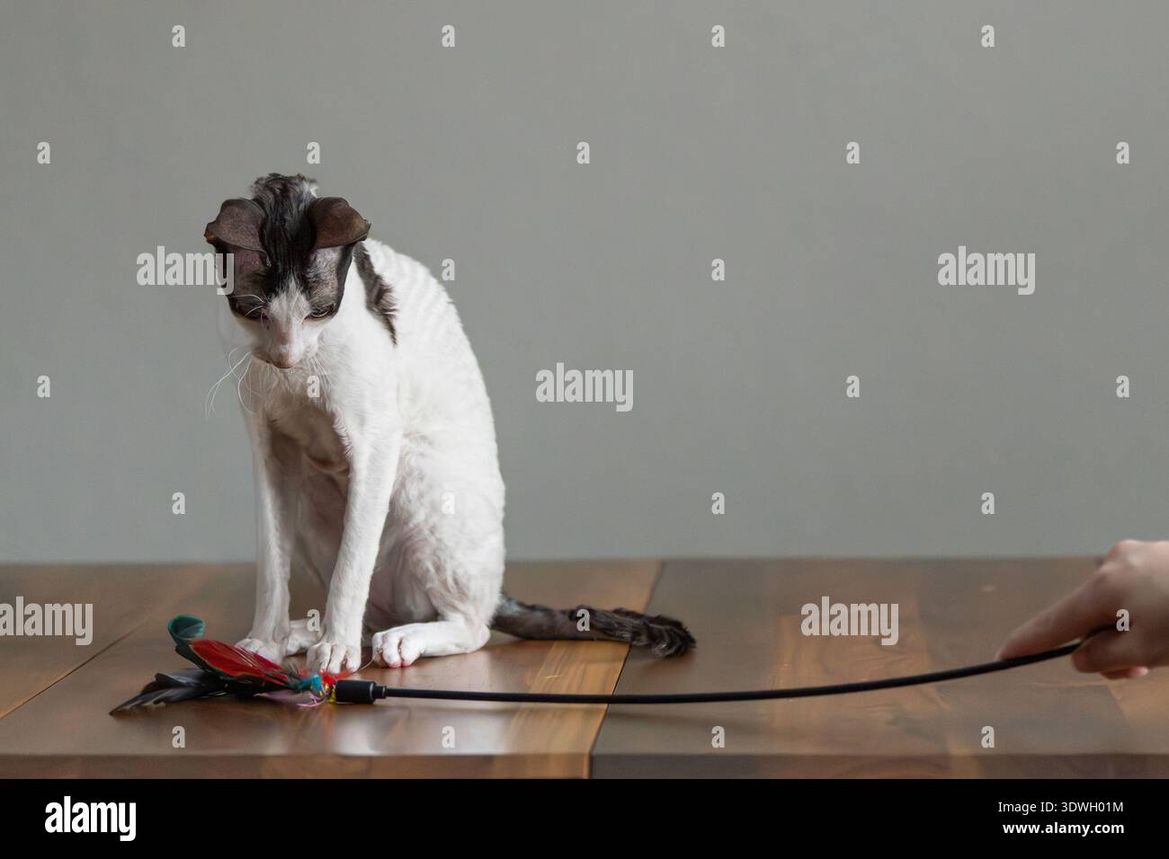 Pure race Cornish Rex chat sur une table en bois avec un jouet. Banque D'Images