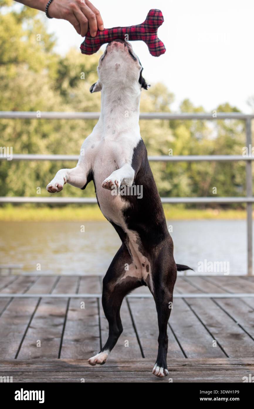 Boston Terrier jouant avec un jouet dans le parc. Banque D'Images