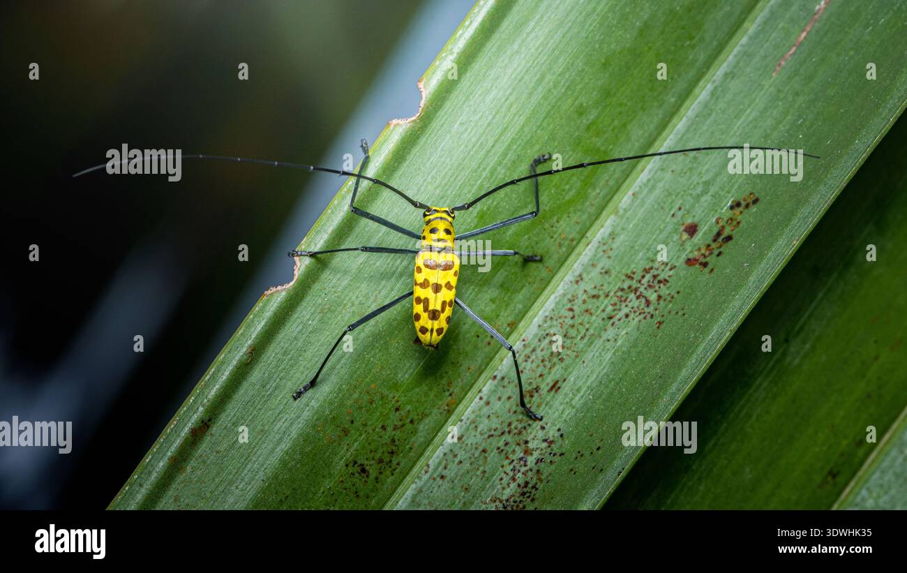 Coléoptère jaune avec des taches noires et de longues antennes perchées sur une feuille vert vif, macro détaillée montrant un motif exotique et une texture. Photographie Banque D'Images