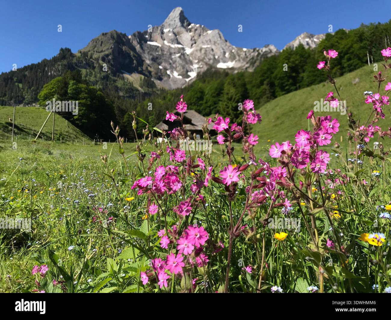 Beau paysage de montagne de printemps à Kiental dans l'Oberland bernois, Suisse. Les roses alpines rouge vif fleurissent dans les prairies alpines verdoyantes. Banque D'Images