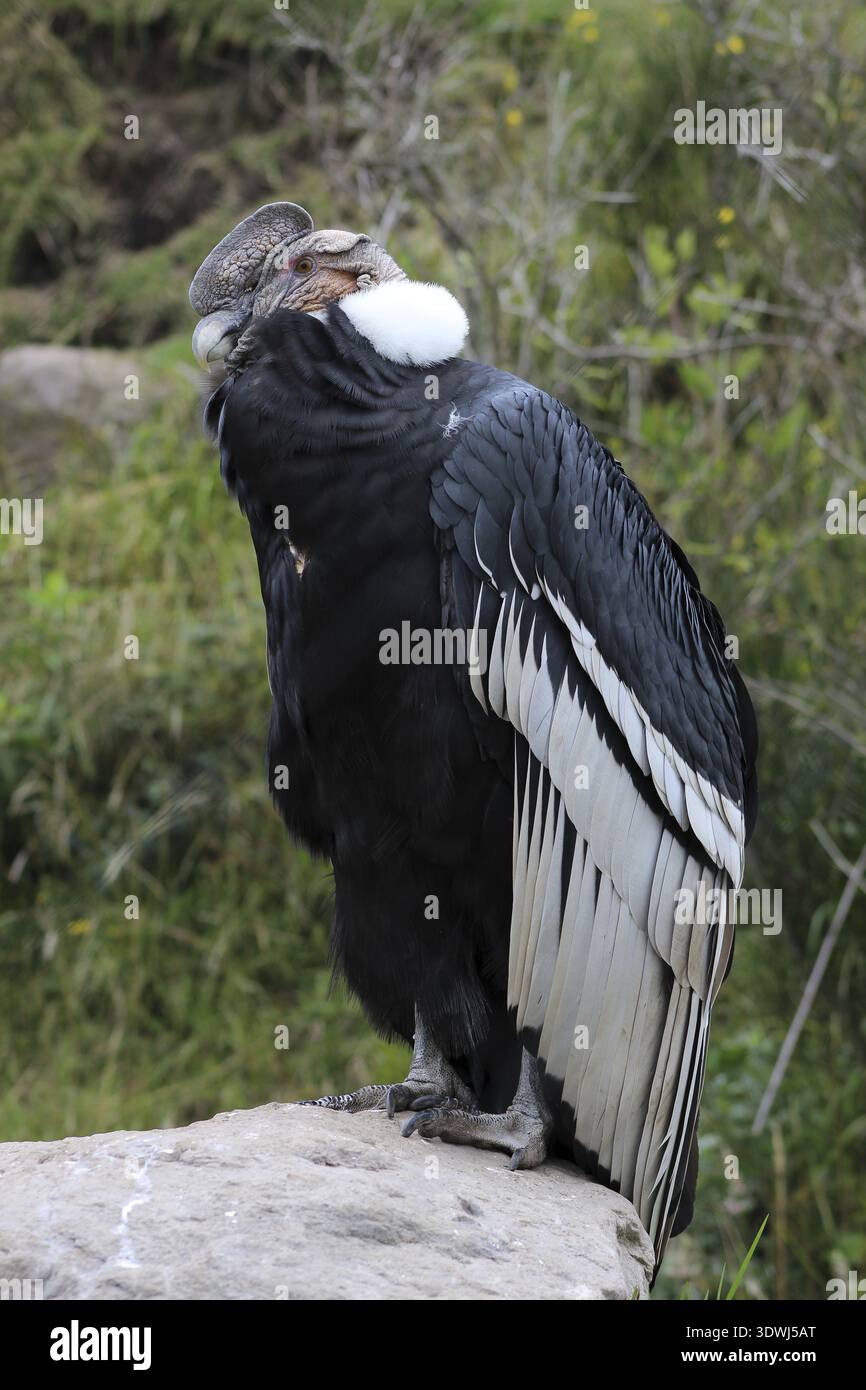 Condor andin mâle debout sur un rocher dans un sanctuaire d'oiseaux en plein air près d'Otavalo, Équateur Banque D'Images
