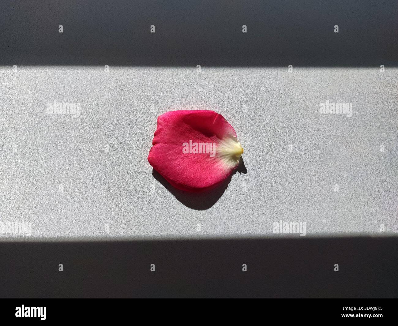 Un seul pétale de rose sur un fond clair avec une ombre nette. Minimalisme, contraste entre lumière et obscurité, esthétique de la simplicité et beauté naturelle Banque D'Images