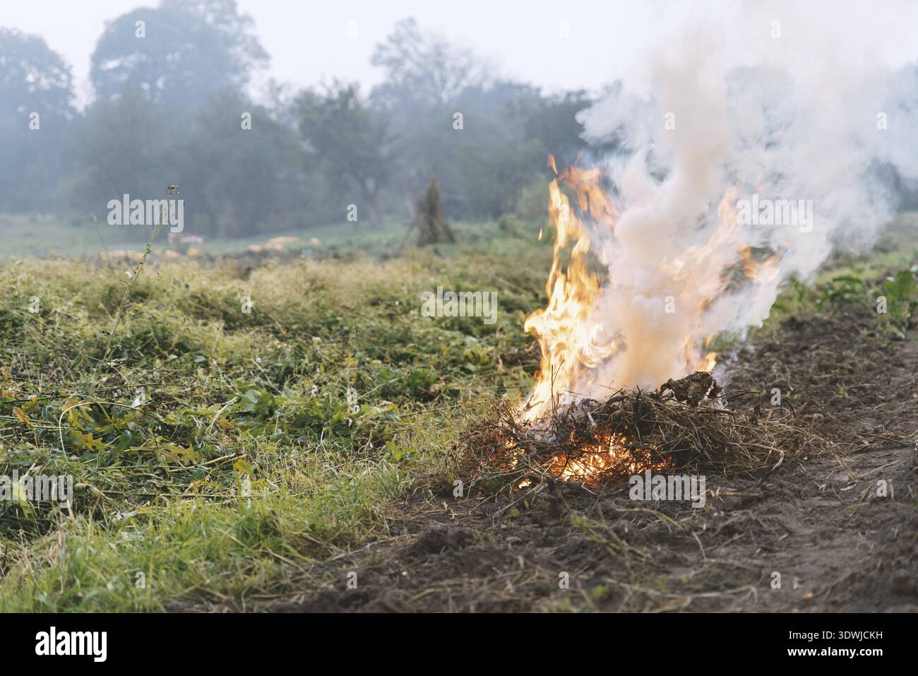 La lutte contre les mauvaises herbes graminées et de brûlure sur le terrain, après la récolte, le temps d'automne. Effet de serre et de la pollution de l'environnement Banque D'Images